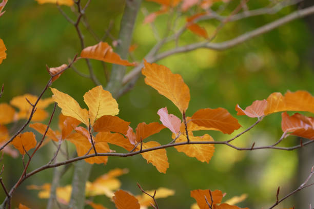 istock Indian sommer with colorful leaves. 1186141059