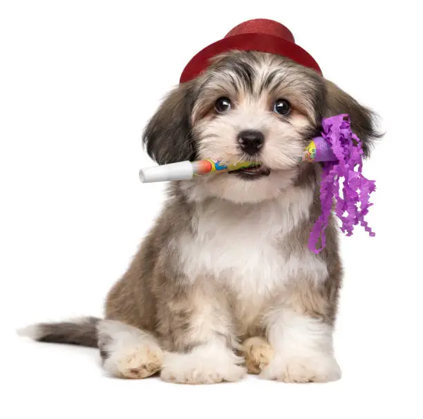 Cute havanese puppy with New Year's trumpet and added red party hat - isolated on white background