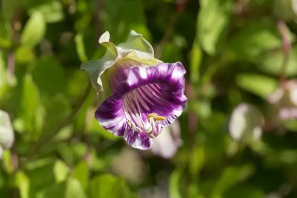 Flower of a cup-and-saucer vine, Cobaea scandens.