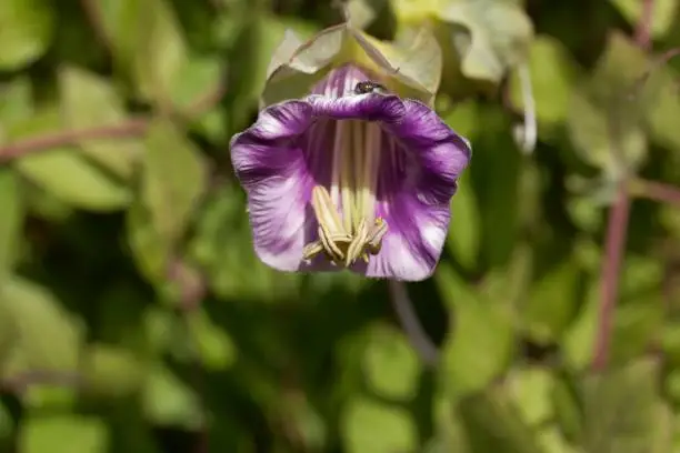 Flower of a cup-and-saucer vine, Cobaea scandens.