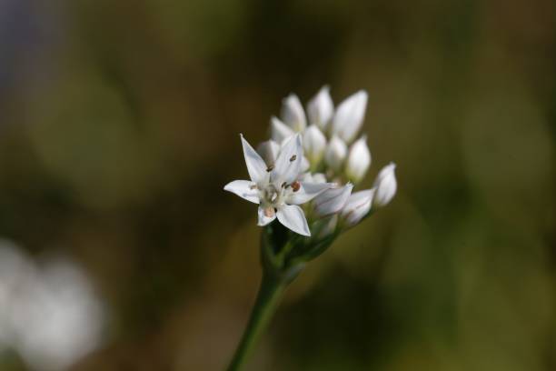 istock Flowers of Allium ericetorum 1186142886