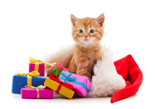 Kitten with a gifts in a Christmas hat isolated on a white background.
