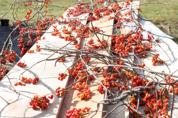 branches de baies douces-amères sauvages - bittersweet berry photos photos et images de collection