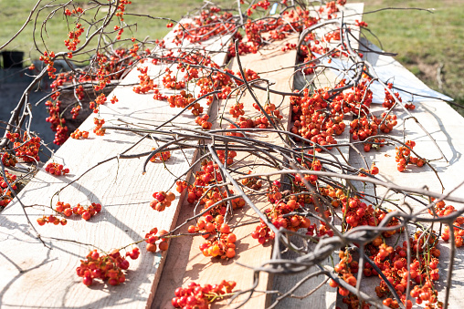 Fresh harvested bittersweet laying out to dry