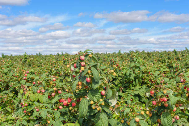 farma malin w czasie zbiorów - raspberry berry vine berry fruit zdjęcia i obrazy z banku zdjęć