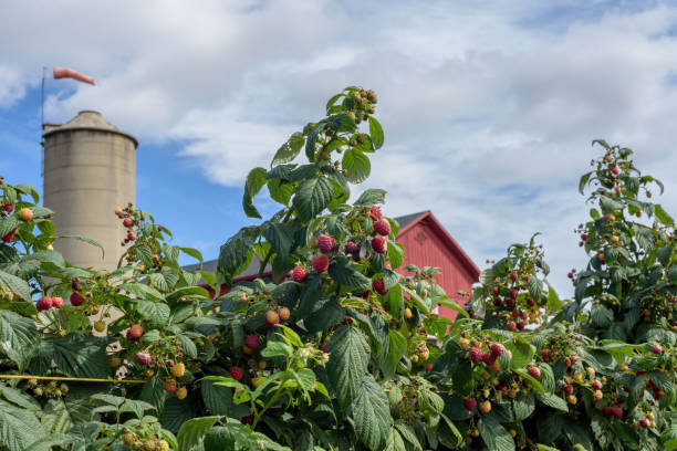 lokalnie wybierz własną farmę malin - raspberry berry vine berry fruit zdjęcia i obrazy z banku zdjęć
