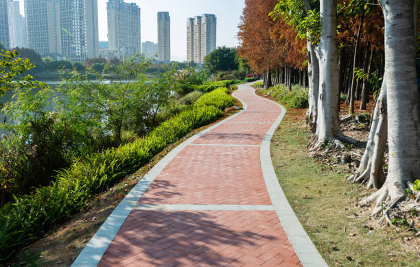 istock Path and bald cypress trees by the lake 1186144543