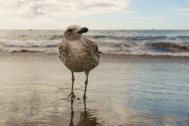 curiosa gaviota joven en la playa del océano atlántico - animals in the wild blue beak mottled fotografías e imágenes de stock