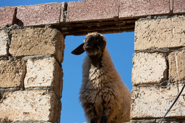 meat goats at a farm, closeup of photo
