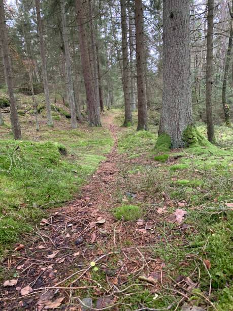 istock Hunting for chanterelles 1186147153