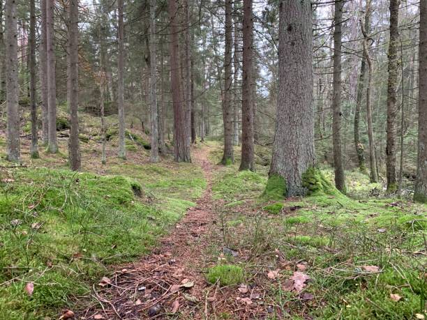 istock Hunting for chanterelles 1186147159