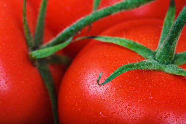 istock Fresh fruits of tomatoes as a background 1186148293