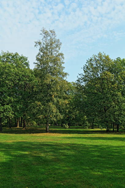 istock green lawn in the foreground in the park 1186148531