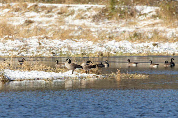 istock Flock of Geese on the river 1186148648
