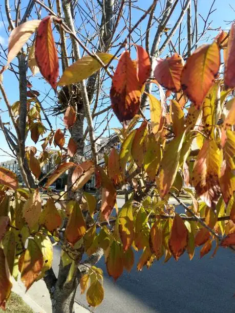 Fall leaves falling from trees