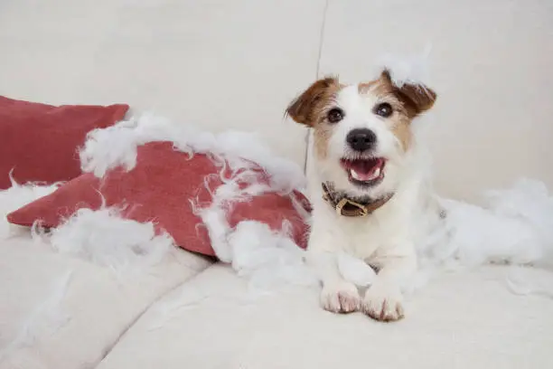 FUNNY DOG MISCHIEF. NAUGHTY JACK RUSSELL HOME ALONE AFTER BITE AND DESTROY A PILLOW ON A SOFA. SEPARATION ANXIETY CONCEPT
