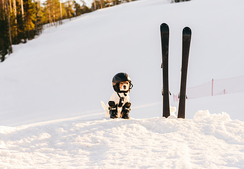 Dog as funny skier at mountain ski resort in Finland with full set of equipment