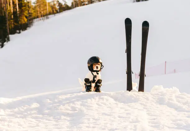 Photo of Dog as funny skier at mountain ski resort in Finland with full set of equipment