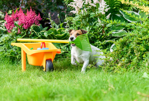 istock Funny gardener with rake next to flower bed in backyard garden 1186149609