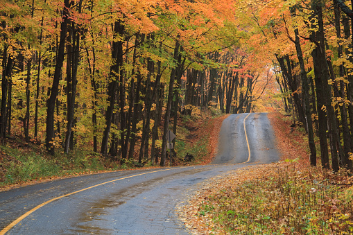 An empty and quiet rural highway in the fall through a gorgeous forest of maples, elm, and poplar trees. Image taken in Ontario, Canada during prime autumn colour. Nobody is in the image.