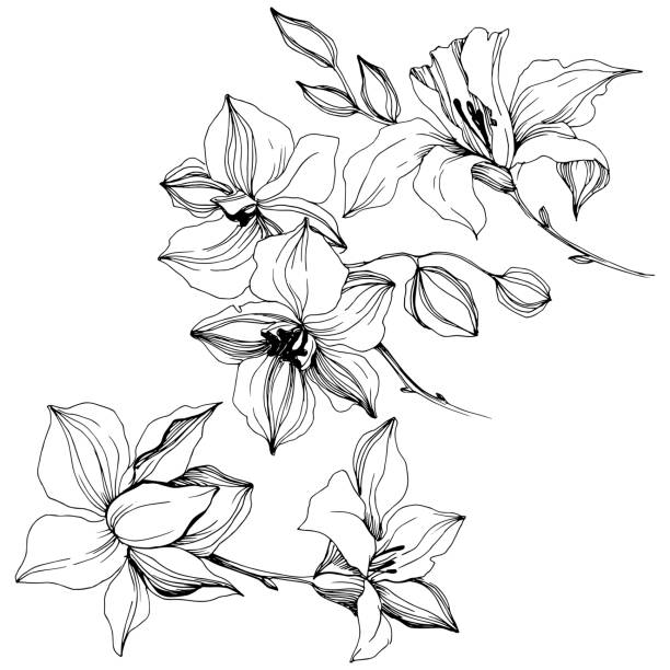ilustraciones, imágenes clip art, dibujos animados e iconos de stock de flores vectoriales de orquídeas tropicales. elemento de ilustración aislado. - flores