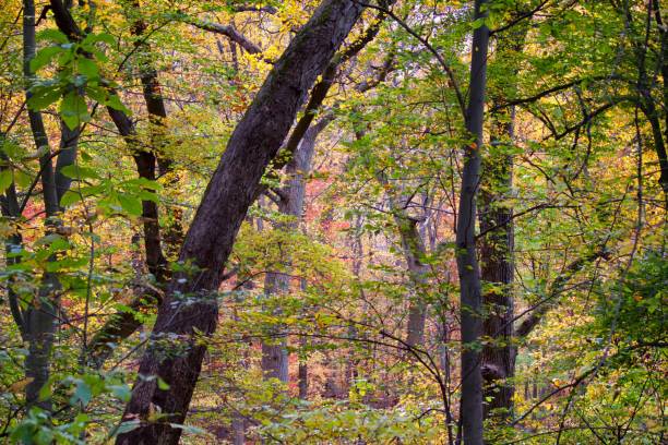istock Autumn in Wissahickon Valley, Philadelphia 1186150080
