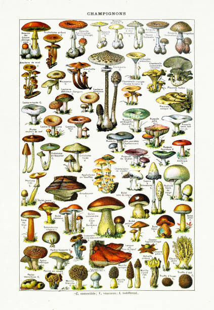 ilustraciones, imágenes clip art, dibujos animados e iconos de stock de ilustración del siglo xix sobre las setas - edible mushroom illustrations