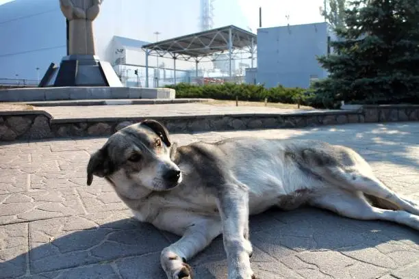 A stray dog greets visitors to in the New Safe Confinement of the Chernobyl reactor in Pripyat, Chernobyl exclusion zone in modern day Ukraine.