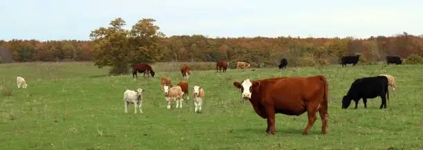 Photo of Mixed breeds of different colors of cows standing in the meadow in the autumn