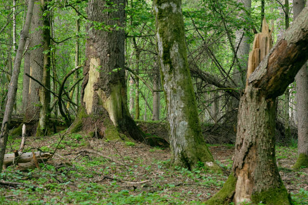 istock Deciduous stand with hornbeams and oaks 1186151685