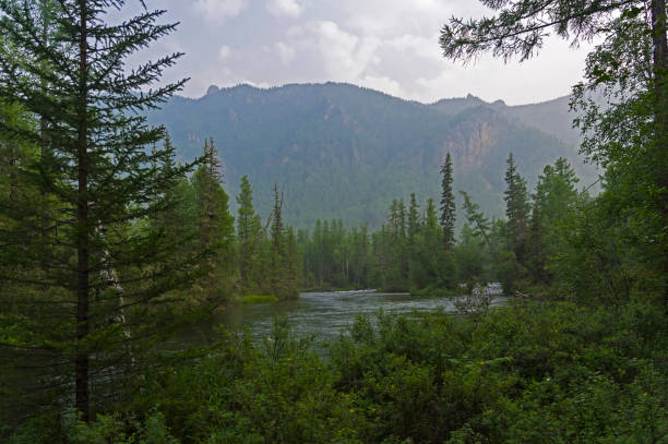 istock A small river in the Siberian taiga. 1186151699