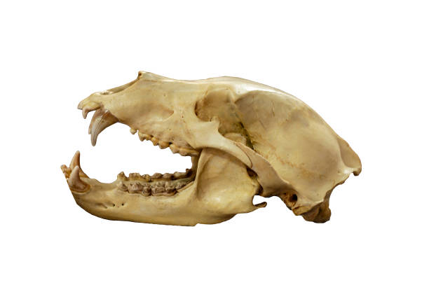 istock Skull of  Siberian brown bear (Ursus arctos collaris). Isolate on  white background. 1186151744