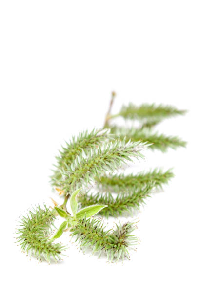 istock Flowering willow branch isolated on white background 1186153017