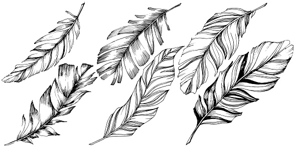 Vector bird feather from wing isolated. Isolated illustration element. Vector feather for background, texture, wrapper pattern, frame or border. Black and white engraved ink art.