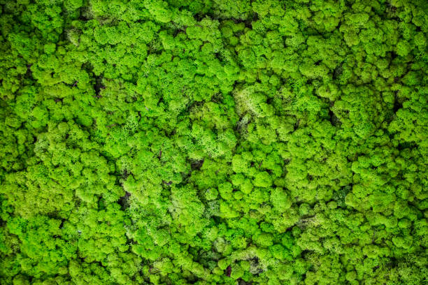 istock Reindeer moss wall, green wall decoration 1186153375