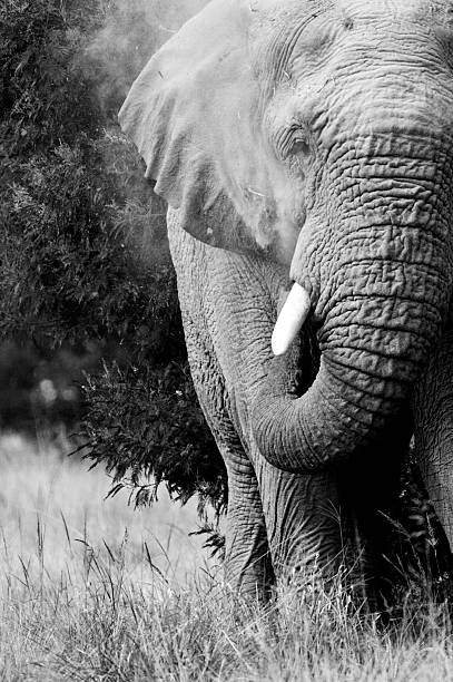 istock African Elephant in black and white 118615391
