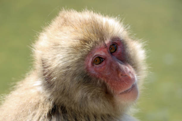 snow monkey at hot springs in japan - jigokudani imagens e fotografias de stock