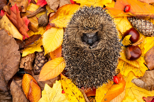 Hedgehog, (Scientific name: Erinaceus Europaeus) wild, native, European hedgehog asleep in colourful Autumn leaves, surrounded with pine cones, rosehips and Horse chestnuts.  Horizontal.  Space for copy.