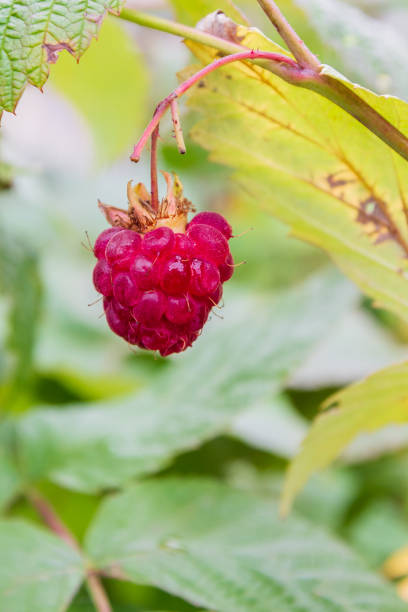 Ripe red raspberries ripen on the Bush in summer