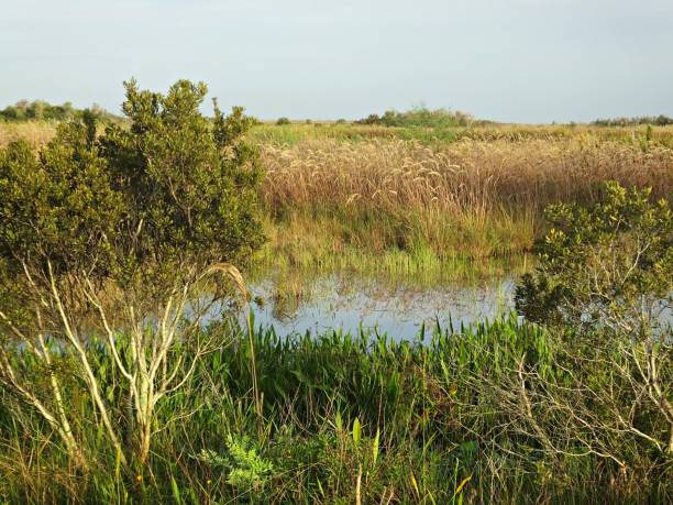 istock Landscape in the Florida Wetlands 1186155840