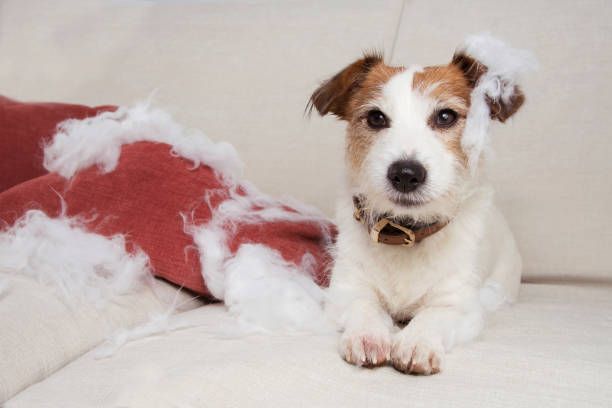guilty dog mischief. funny jack russell alone at home after bite and destroy a pillow, sitting over a sofa. separation anxiety concept. guilty dog mischief. funny jack russell alone at home after bite and destroy a pillow, sitting over a sofa. separation anxiety concept. destroyer photos stock pictures, royalty-free photos & images