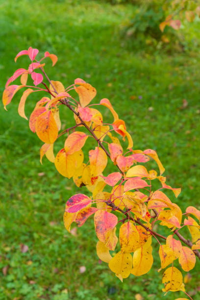 istock Autumn tree with yellow leaves in cloudy weather 1186156006