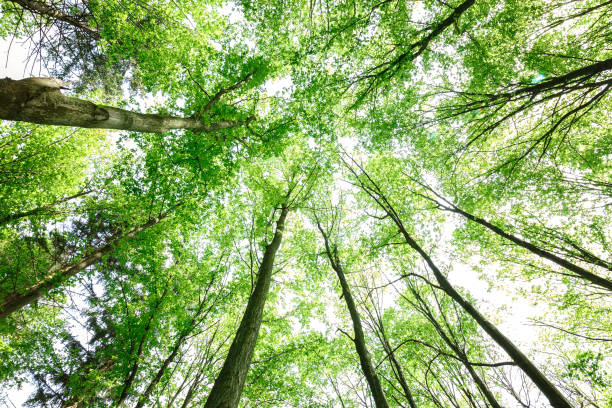 istock Green deciduous forest on a sunny day. 1186156160