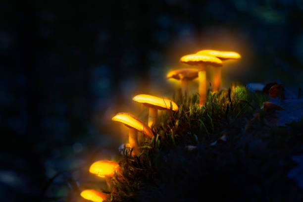 istock Yellow glowing, small magic mushrooms in a dark, mysterious forest 1186156329