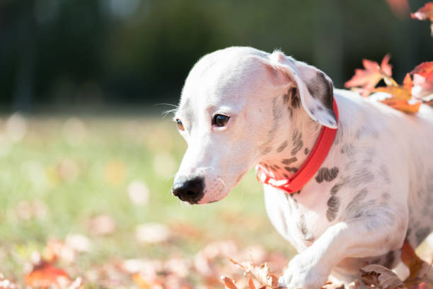 istock Dog Jack Russell Terrier 1186157580