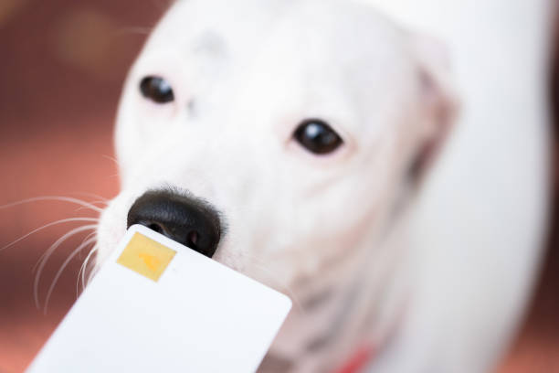 istock Dog Jack Russell Terrier 1186157594