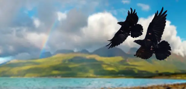 two black ravens fly against the background of the Scandinavian fjords, Norse mythology