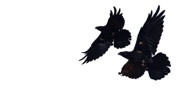 two black ravens in flight isolated on white background, Norse mythology