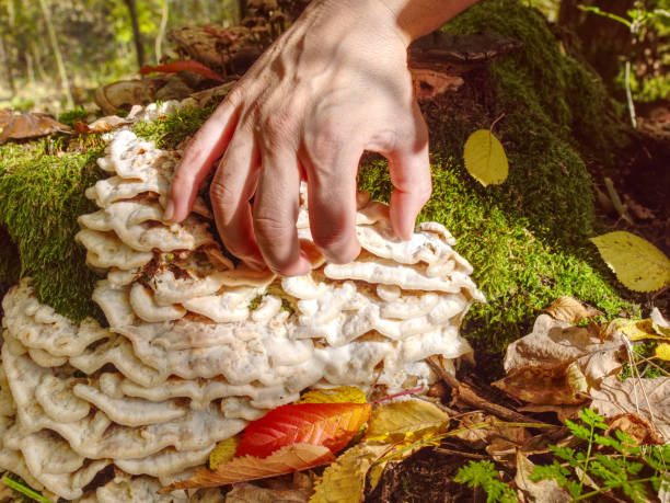 istock Woman hand is touching to nice white mushrooms on stump. 1186162384