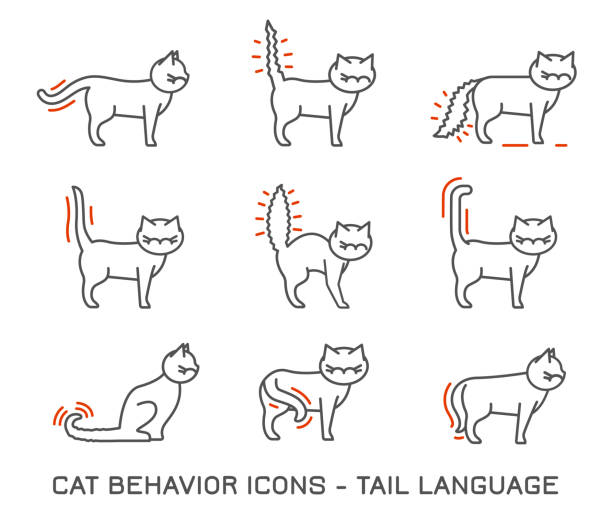 Cat Behavior Icons Cat behavior icons set. Domestic animal or pet tail language. Funny scene. Kitty reactions. Simple icon, symbol, sign. Editablel vector illustration isolated on white background animal behaviour stock illustrations